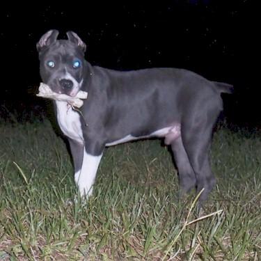 Behrends King Pit Bull Front.jpg